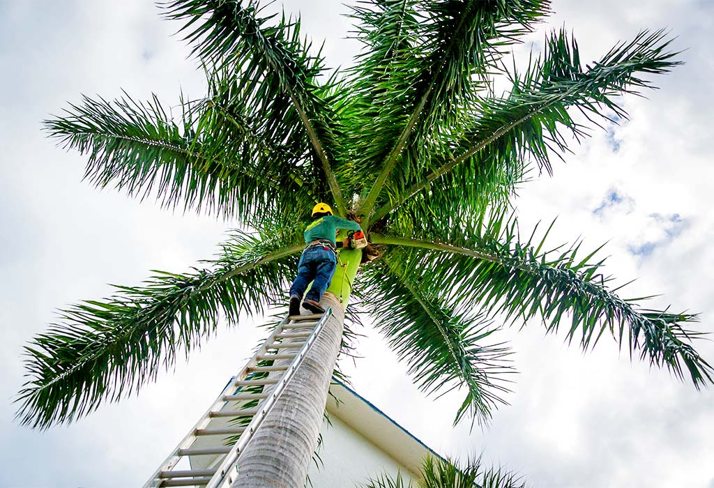 Marco Island Tree Care Experts | Fortune's Lawn, Land & Tree Service