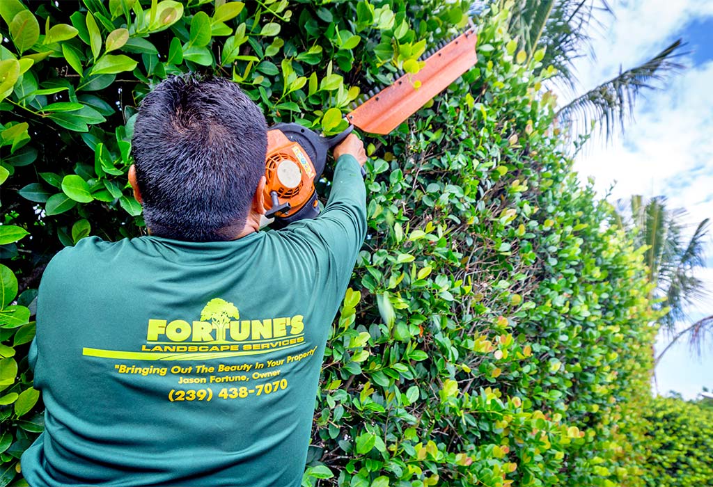 Bush, or Hedge, Pruning on Marco Island, FL | Fortune's Lawn, Land & Tree Service